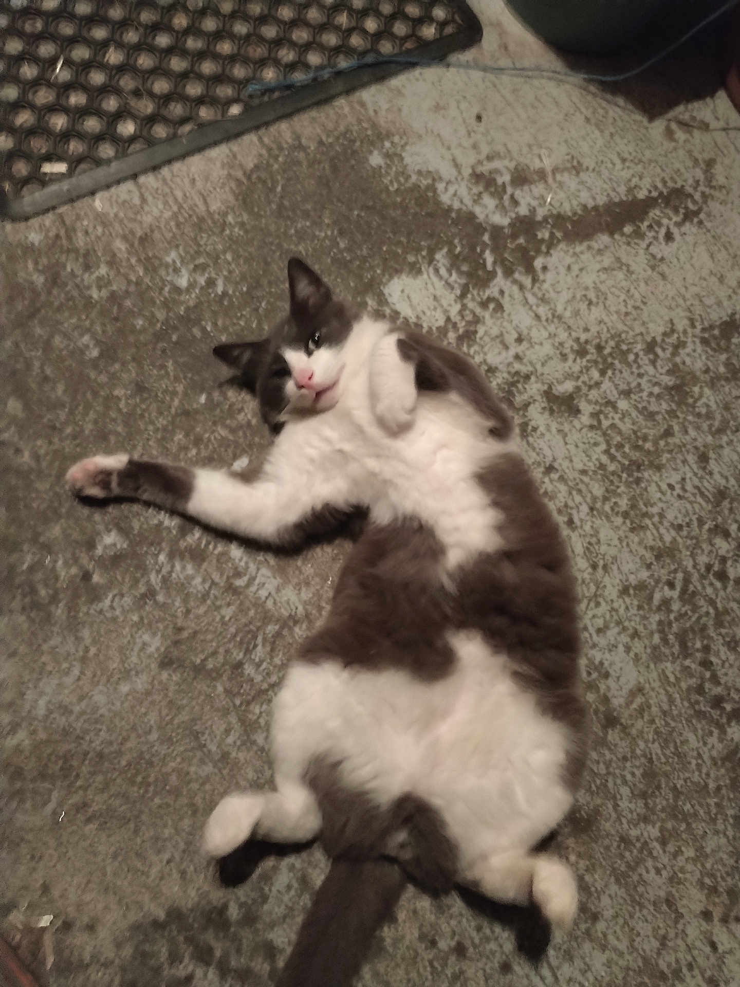 Rockett a rejoint le concours — aidez-le/la à gagner de superbes lots ! cat, animal, pet, fur, lying_down, floor, relaxed, cute, whiskers, tail, indoor, mammal, playful, domestic, feline, resting, sleepy, lazy, paws, expression