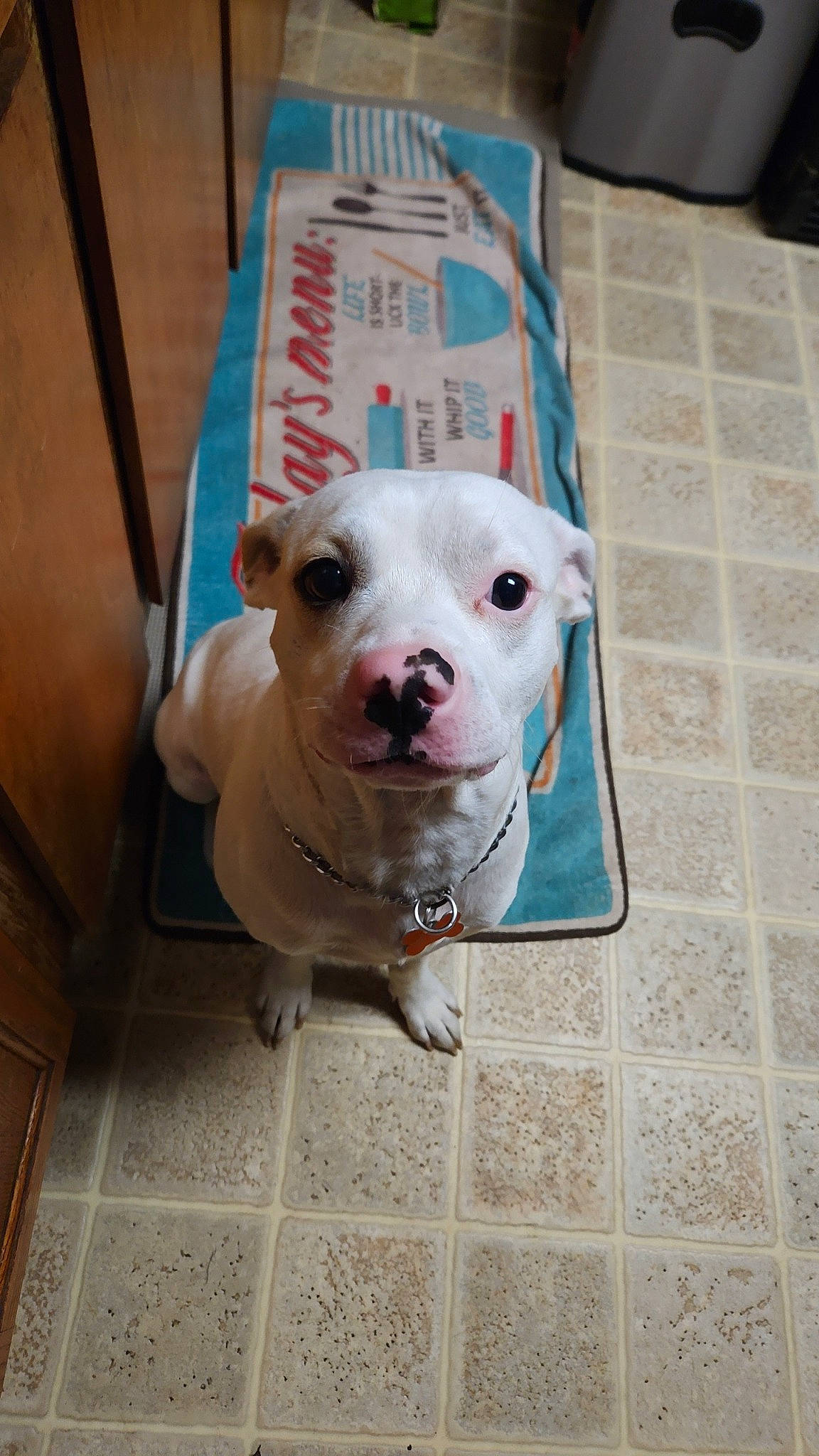Calvin joined the competition — help win amazing prizes! animal_shelter, canidae, carnivore, collar, companion_dog, dog, dog_breed, dog_collar, dog_supply, dogo_argentino, fawn, flooring, fur, non_sporting_group, pet_supply, snout, sporting_group, terrestrial_animal, whiskers, working_animal