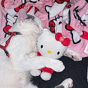Umë a rejoint le concours — aidez-le/la à gagner de superbes lots ! animal, blanket, cat, collar, cozy, cute, domestic_animal, fur, gray, hello_kitty, indoor, paw, pet, pink, plush_toy, red, resting, sleeping, soft_toy, white