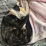 Pixie is registered to the contest to win money with this photo: cat, calico, sleeping, curled_up, blanket, pink_blanket, gray_blanket, pet, fur, domestic_cat, resting, cozy, indoor, gold_chain, animal, cute, comfort, relaxation, soft_texture, nap