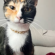 Pixie joined the competition — help win amazing prizes! cat, calico, pet, indoor, necklace, close_up, fur, whiskers, curious, animal, domestic_cat, sitting, face, eyes, cute, feline, home, couch, background, portrait