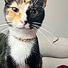 cat, calico, pet, indoor, necklace, close_up, fur, whiskers, curious, animal, domestic_cat, sitting, face, eyes, cute, feline, home, couch, background, portrait