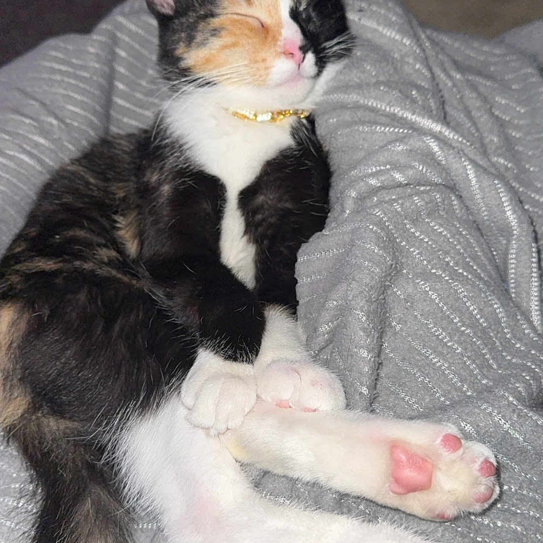 Pixie is registered to the contest to win money with this photo: cat, kitten, calico, sleeping, paws, pink_pads, blanket, striped_blanket, cozy, cute, pet, domestic_cat, fur, whiskers, relaxed, indoor, animal, resting, collar, adorable