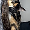 animal, blanket, calico, cat, close_up, cozy, curled_up, cute, domestic, feline, fur, indoor, pet, relaxed, resting, sleeping, soft_texture, tabby, tail, whiskers