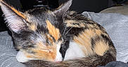 Pixie joined the competition — help win amazing prizes! cat, calico, sleeping, curled_up, tail, whiskers, blanket, indoor, pet, fur, cozy, resting, soft, animal, domestic, closeup, cute, home, feline, quiet