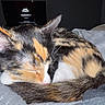 animal, blanket, calico, cat, closeup, cozy, curled_up, cute, domestic, feline, fur, home, indoor, pet, quiet, resting, sleeping, soft, tail, whiskers