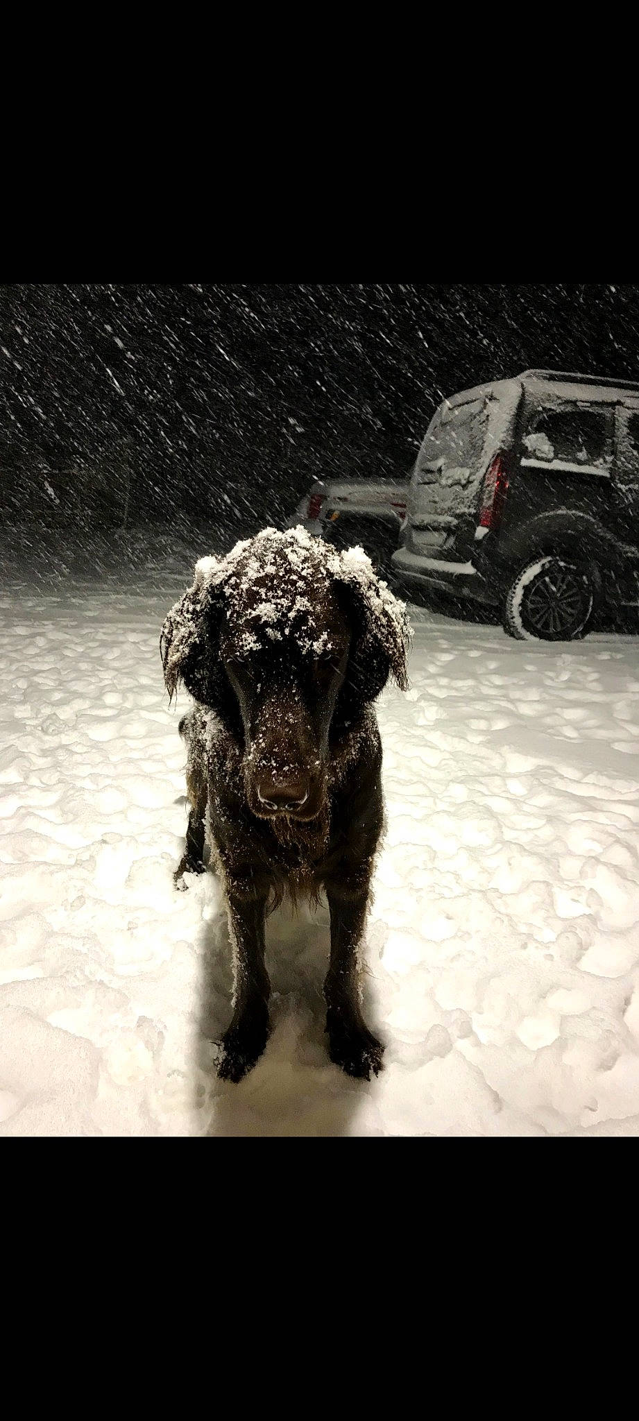 N'Joy participe au concours pour gagner de l'argent avec cette photo : boykin_spaniel, canidae, carnivore, dog, dog_breed, flat_coated_retriever, monochrome, retriever, snout, snow, spaniel, sporting_group
