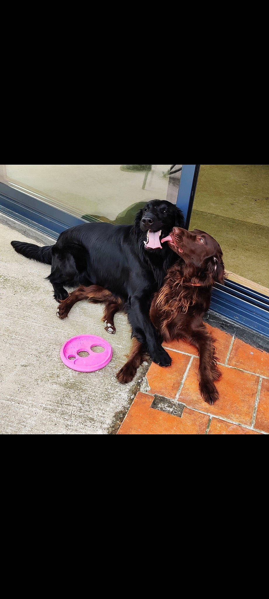 N'Joy a rejoint le concours — aidez-le/la à gagner de superbes lots ! canidae, carnivore, dog, dog_breed, flat_coated_retriever, mammal, puppy, retriever, sporting_group, vertebrate