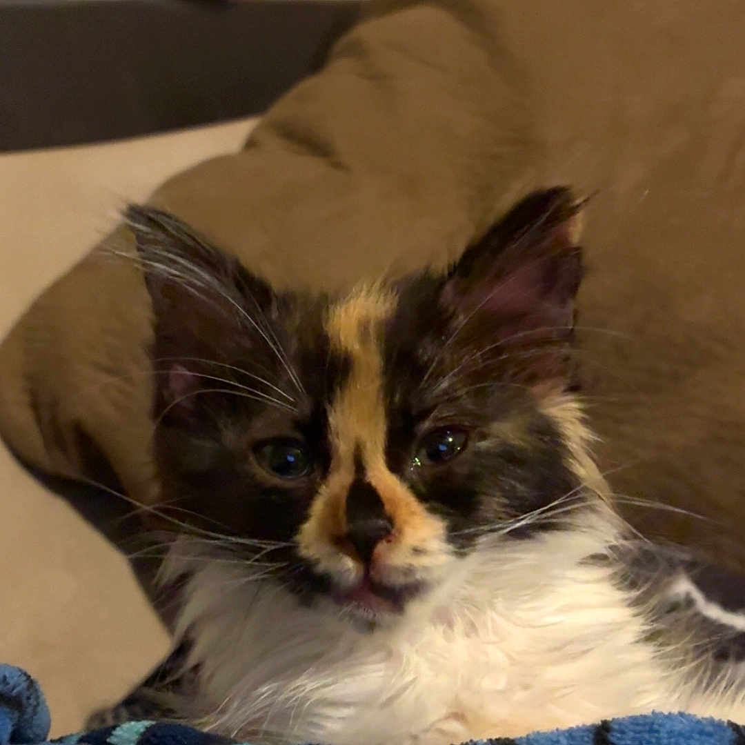 Cali is registered to the contest to win money with this photo: animal, blanket, cat, close_up, cozy, cushion, cute, domestic, feline, fur, indoor, kitten, pet, portrait, relaxed, resting, soft, tortoiseshell, whiskers, young