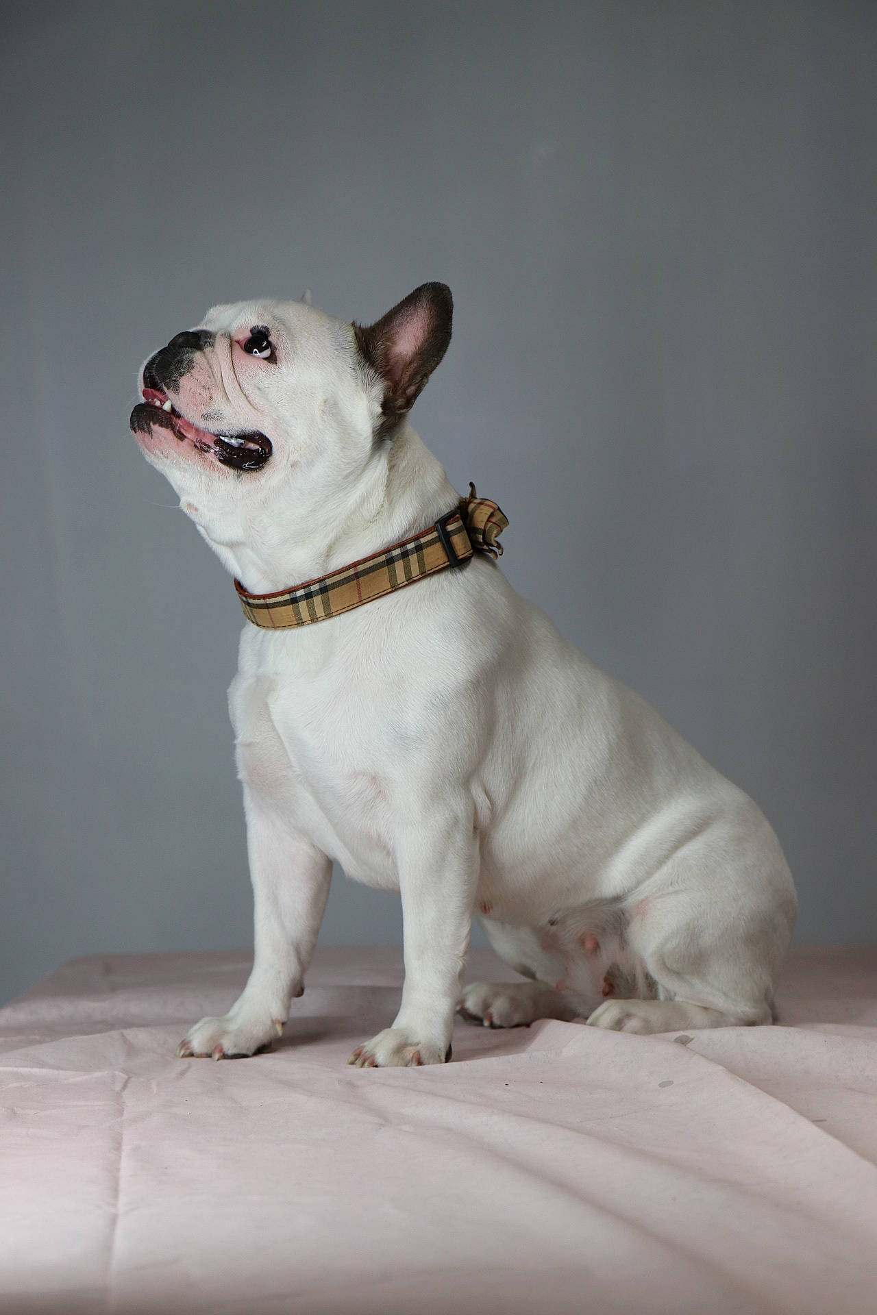 Cardi is registered to the contest to win money with this photo: canidae, carnivore, companion_dog, dog, dog_breed, dog_collar, fawn, french_bulldog, mammal, non_sporting_group, puppy, rare_breed_dog, snout, toy_bulldog, vertebrate, white_english_bulldog