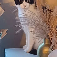 Kurly a rejoint le concours — aidez-le/la à gagner de superbes lots ! cat, black_and_white, dried_plants, vase, table, indoor, curious, pet, feline, decor, home, still_life, plant, closeup, animal, domestic_cat, cute, sitting, portrait, cozy