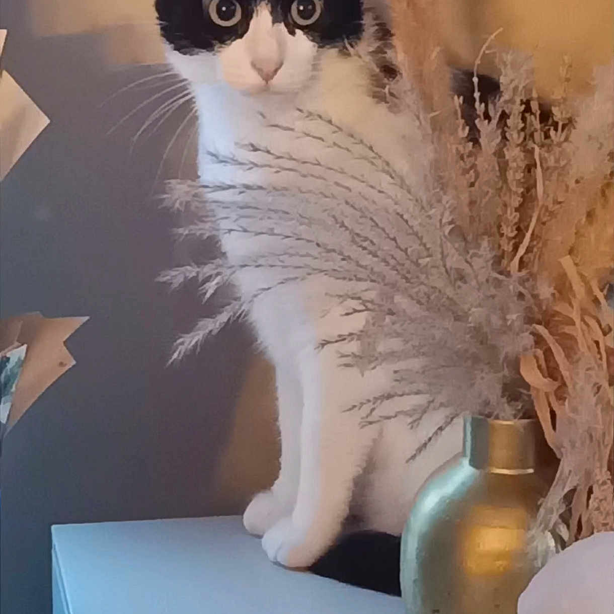 Kurly a rejoint le concours — aidez-le/la à gagner de superbes lots ! cat, black_and_white, dried_plants, vase, table, indoor, curious, pet, feline, decor, home, still_life, plant, closeup, animal, domestic_cat, cute, sitting, portrait, cozy