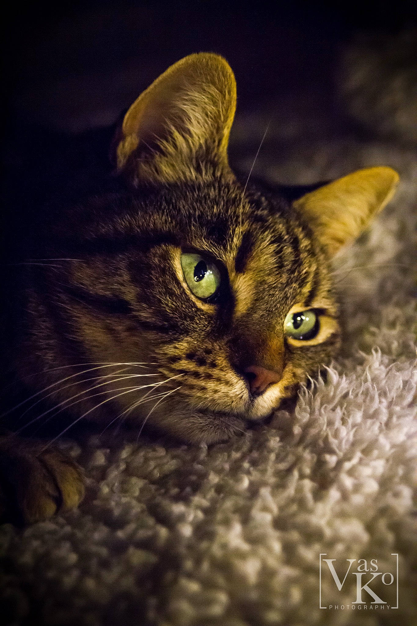 Bobbie is registered to the contest to win money with this photo: carnivore, cat, darkness, domestic_short_haired_cat, felidae, fur, grass, macro_photography, paw, photo_caption, sky, small_to_medium_sized_cats, snout, terrestrial_animal, whiskers, wildlife