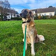 Purdey participe au concours pour gagner de l'argent avec cette photo : animal, canine, collar, daytime, dog, field, fur, grass, green, house, leash, nature, outdoor, pet, quiet, sitting, sky, suburban, tree, watching