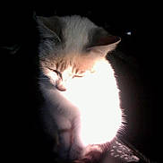 Tita a rejoint le concours — aidez-le/la à gagner de superbes lots ! kitten, cat, animal, pet, sitting, fur, face, ears, eyes_closed, whiskers, sunlight, dramatic_lighting, high_contrast, shadow, dark_background, close_up, portrait, indoors, black, cute