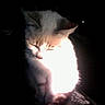 kitten, cat, animal, pet, sitting, fur, face, ears, eyes_closed, whiskers, sunlight, dramatic_lighting, high_contrast, shadow, dark_background, close_up, portrait, indoors, black, cute
