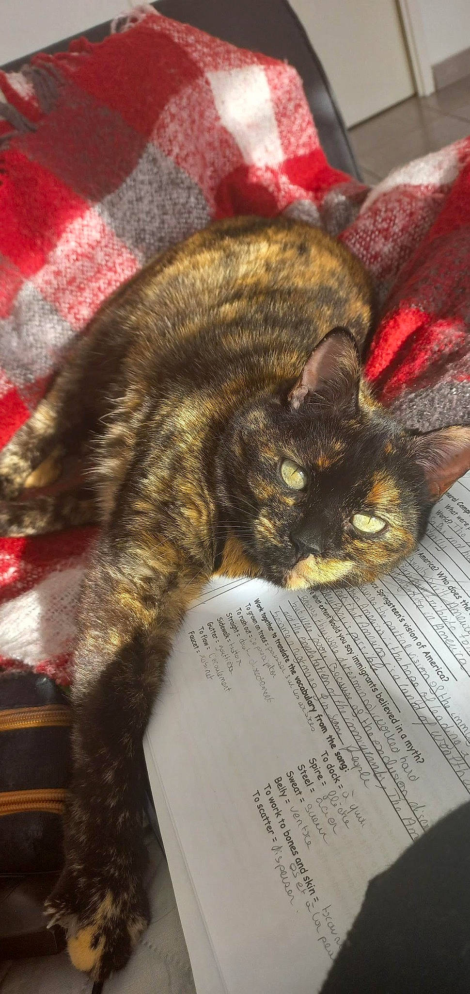 Cacahuette participe au concours pour gagner de l'argent avec cette photo : carnivore, cat, claw, comfort, domestic_short_haired_cat, felidae, fur, nap, paw, sleep, small_to_medium_sized_cats, snout, tail, terrestrial_animal, whiskers