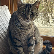 Dale joined the competition — help win amazing prizes! cat, tabby, pet, animal, indoor, window, cushion, tail, whiskers, feline, striped, sitting, domestic, fur, ears, eyes, home, relaxed, natural_light, curious
