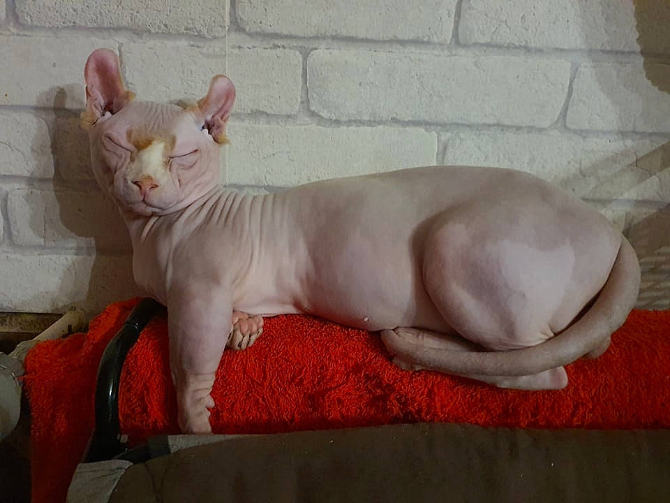 Brownie a rejoint le concours — aidez-le/la à gagner de superbes lots ! carnivore, cat, claw, comfort, dog_breed, fang, fawn, felidae, fur, paw, small_to_medium_sized_cats, snout, tail, terrestrial_animal, whiskers