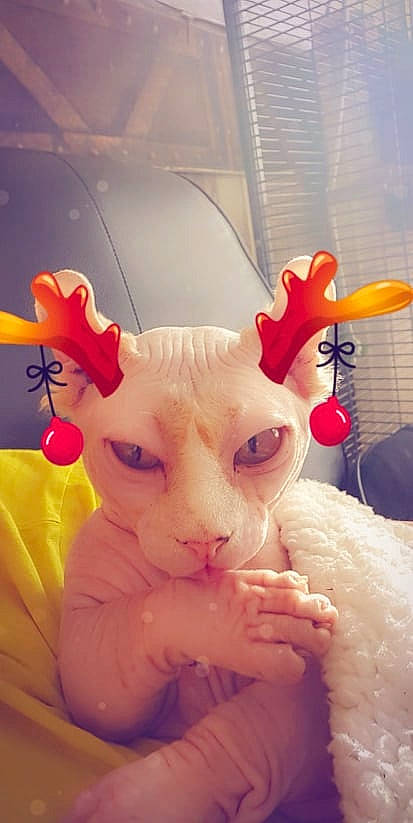 Brownie a rejoint le concours — aidez-le/la à gagner de superbes lots ! carnivore, cat, ear, eye, eyelash, fawn, felidae, finger, happy, head, headgear, mammal, nose, pink, small_to_medium_sized_cats, snout, tail, textile, toy, whiskers