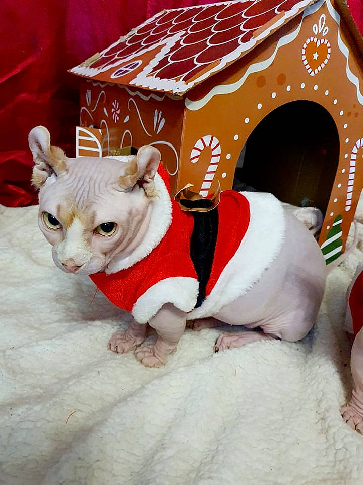 Brownie participe au concours pour gagner de l'argent avec cette photo : canidae, carmine, carnivore, collar, companion_dog, dog, dog_breed, dog_clothes, dog_supply, event, fawn, felidae, mammal, pet_supply, snout, sporting_group, tail, vertebrate, whiskers, working_animal