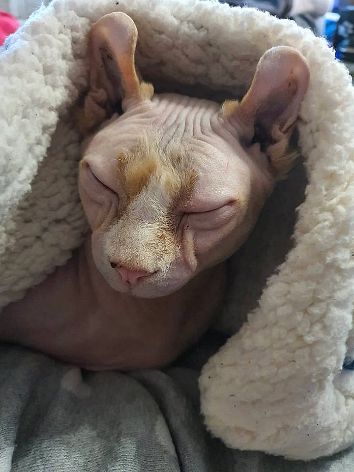 Brownie participe au concours pour gagner de l'argent avec cette photo : claw, close_up, comfort, ear, eyelash, fawn, felidae, fur, jaw, livestock, nail, natural_material, nose, sheep, snout, terrestrial_animal, whiskers, wool, wrinkle