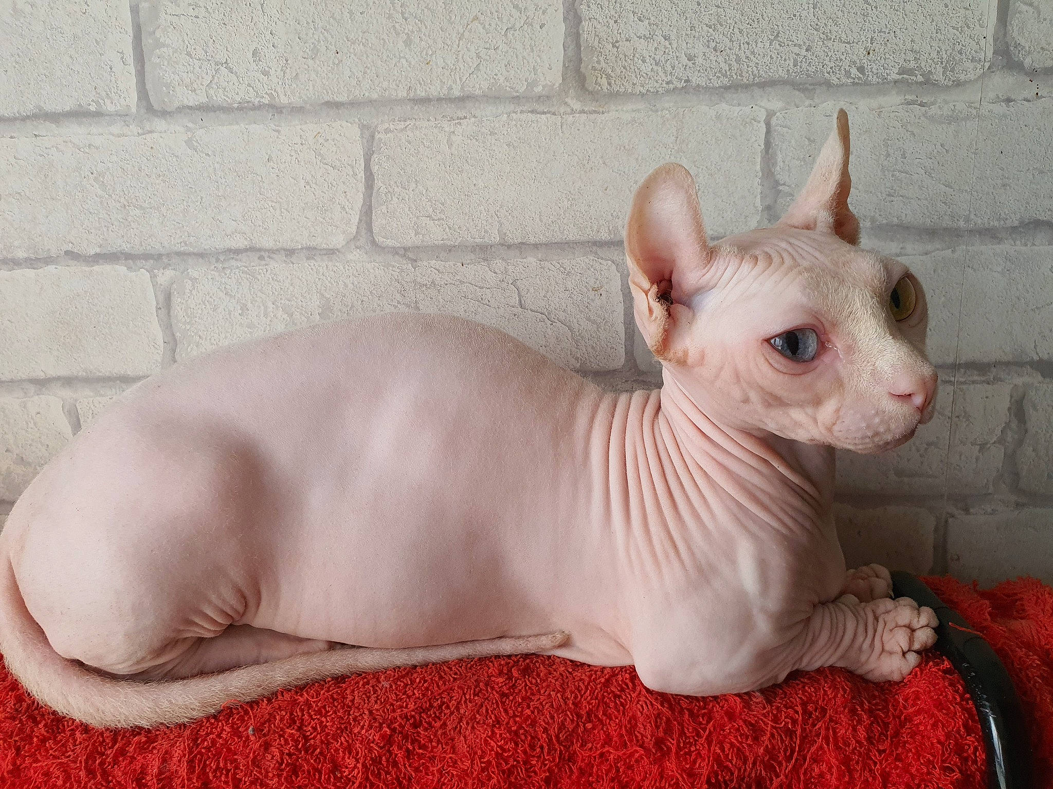 Polly participe au concours pour gagner de l'argent avec cette photo : carnivore, comfort, companion_dog, dog_breed, donskoy, ear, fawn, fur, mortar, natural_material, non_sporting_group, peterbald, snout, sphynx, terrestrial_animal, throat, toy, whiskers