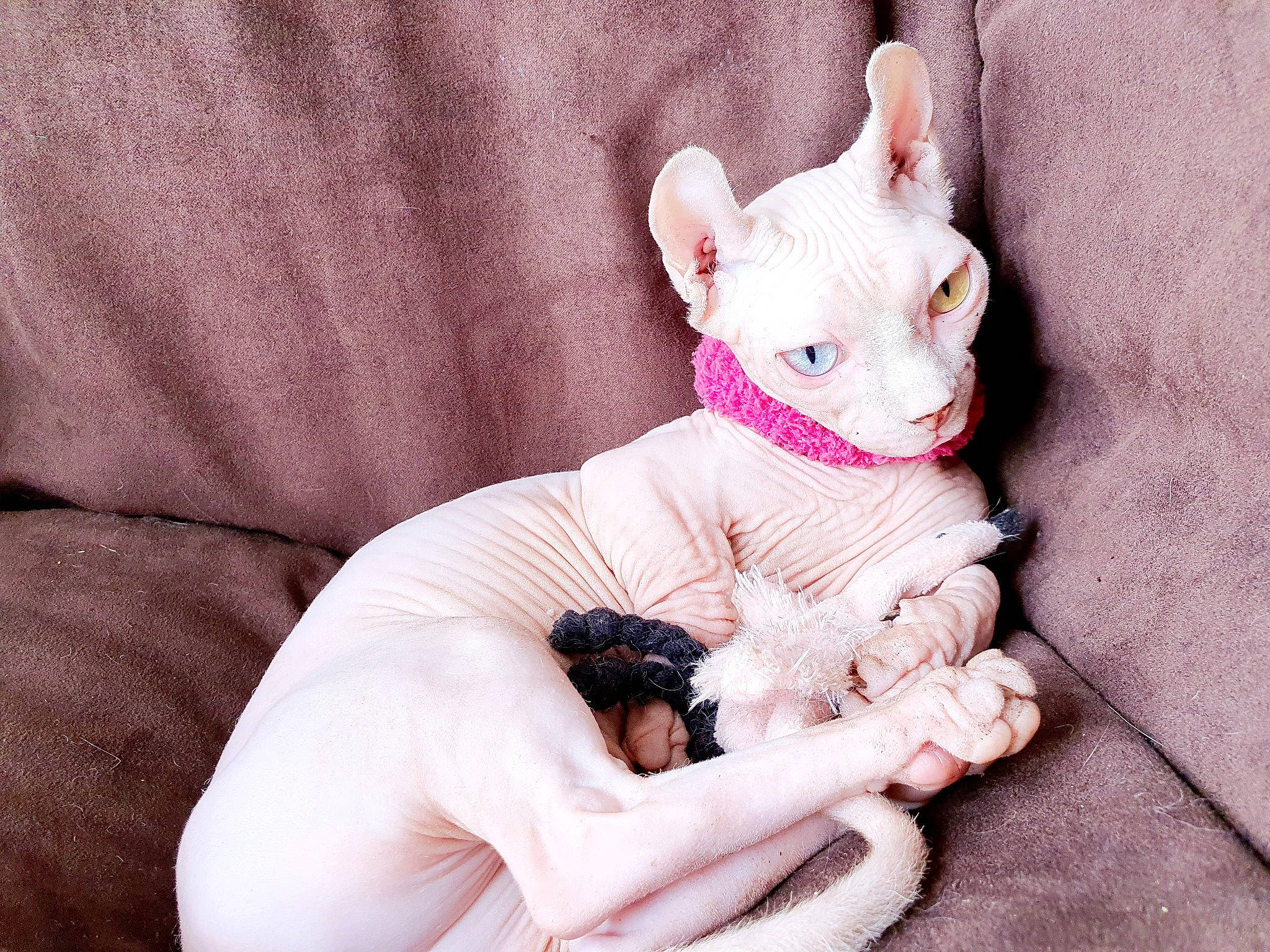 Polly a rejoint le concours — aidez-le/la à gagner de superbes lots ! carnivore, comfort, companion_dog, ear, fawn, felidae, finger, gesture, hand, linens, pink, sleeve, small_to_medium_sized_cats, snout, stuffed_toy, tail, teddy_bear, textile, toy, whiskers