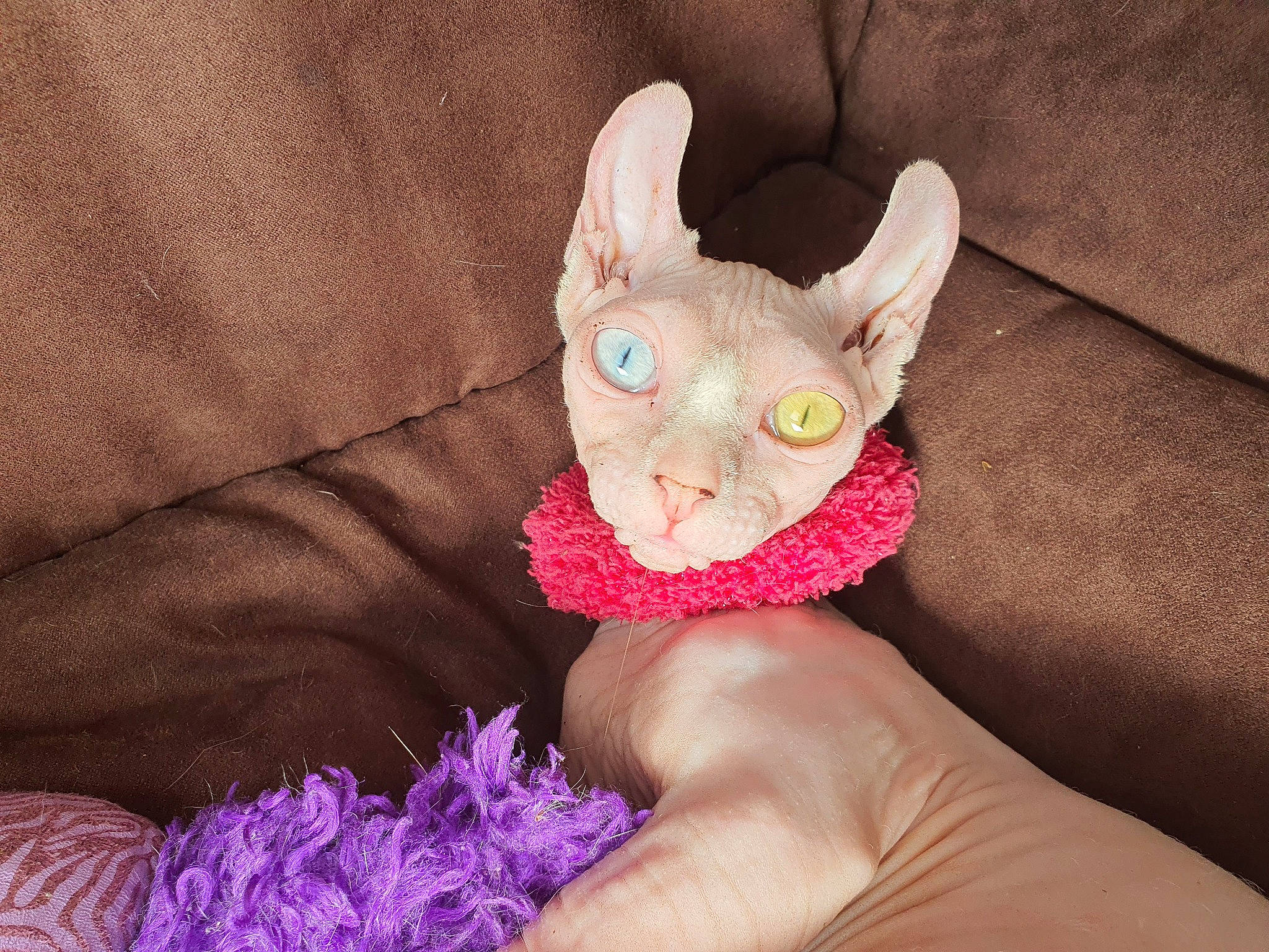 Polly participe au concours pour gagner de l'argent avec cette photo : carnivore, electric_blue, fawn, felidae, finger, fur, glasses, magenta, nail, petal, pink, plush, small_to_medium_sized_cats, stuffed_toy, tail, textile, thumb, toy, whiskers, wrist