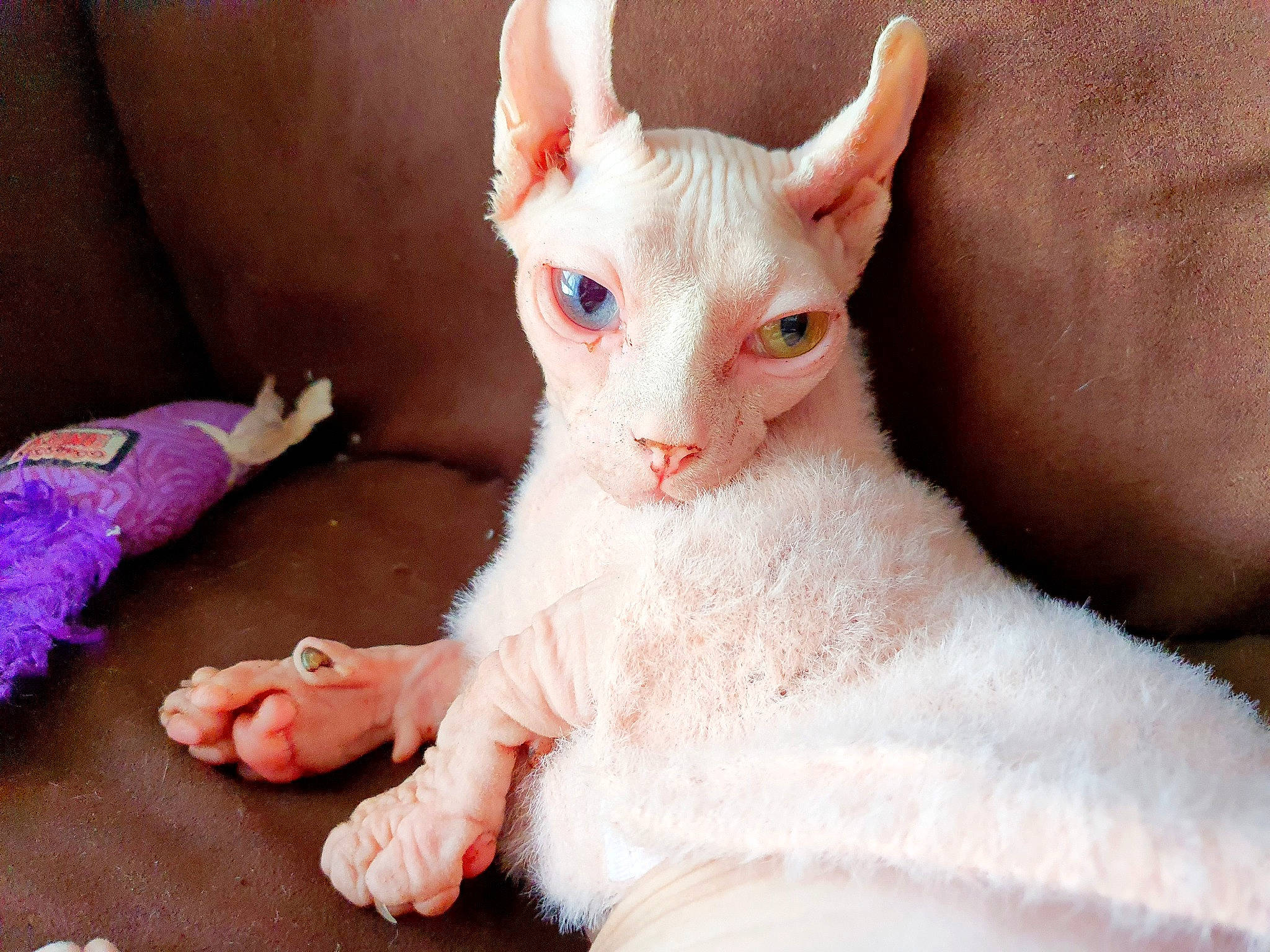 Polly a rejoint le concours — aidez-le/la à gagner de superbes lots ! carnivore, cat, comfort, ear, eye, eyelash, fawn, felidae, fur, iris, paw, pink, small_to_medium_sized_cats, snout, tail, terrestrial_animal, whiskers