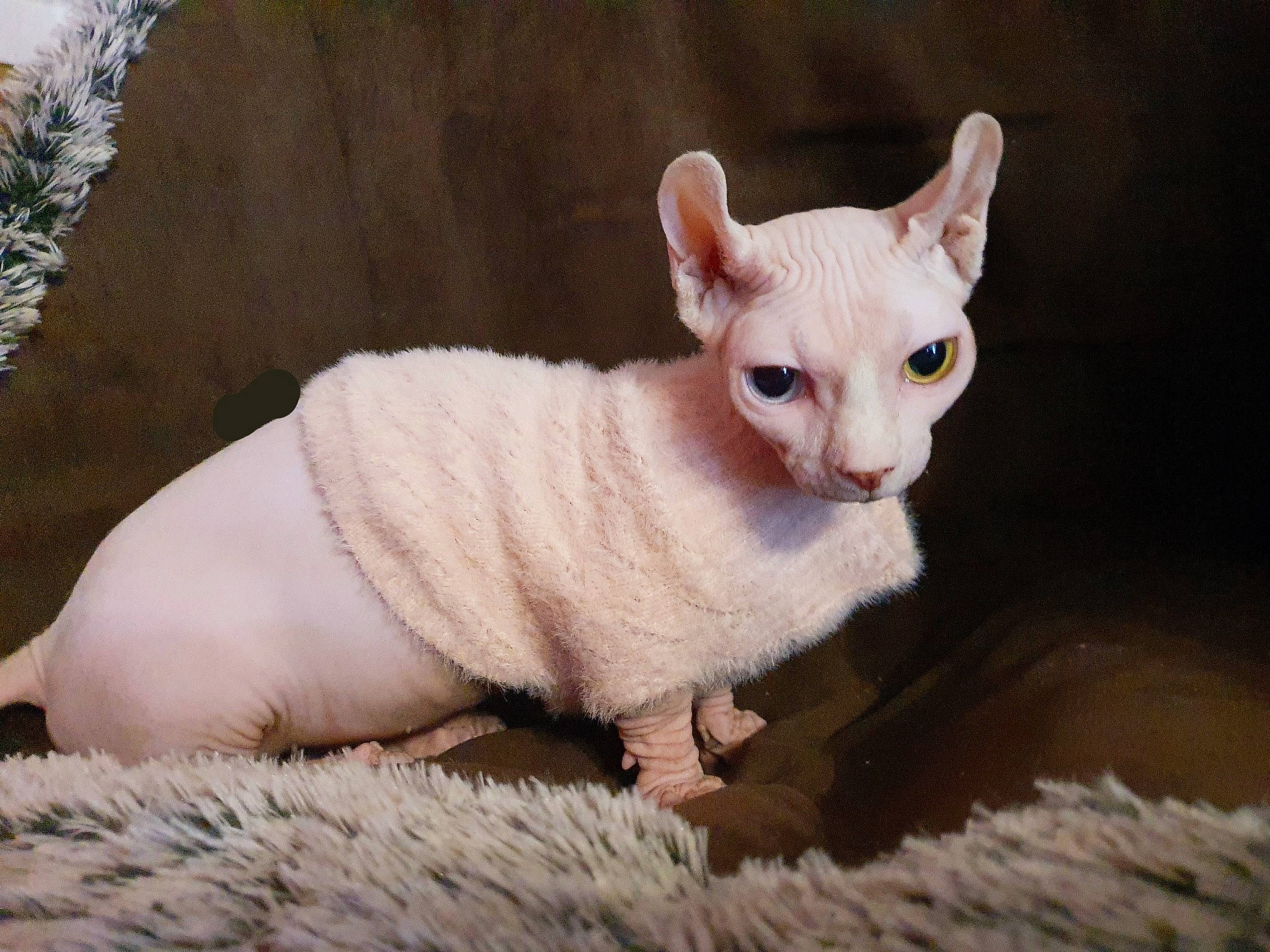 Polly participe au concours pour gagner de l'argent avec cette photo : canidae, carnivore, cat, donskoy, eye, eyelash, fawn, felidae, fur, paw, small_to_medium_sized_cats, snout, tail, terrestrial_animal, whiskers, wildlife