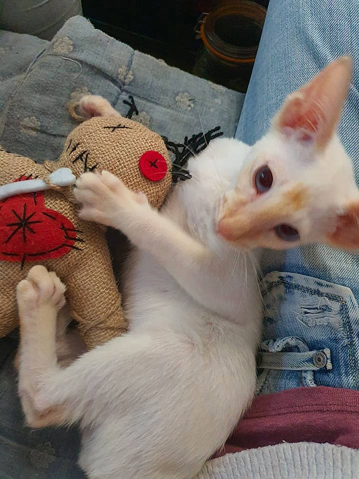 Loki a rejoint le concours — aidez-le/la à gagner de superbes lots ! carnivore, cat, claw, comfort, companion_dog, dog_breed, domestic_short_haired_cat, fawn, felidae, fur, nail, pattern, paw, small_to_medium_sized_cats, snout, stuffed_toy, tail, toy, whiskers, wool