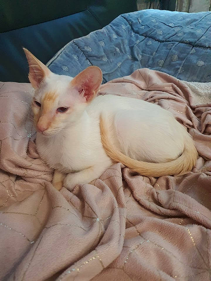 Loki participe au concours pour gagner de l'argent avec cette photo : carnivore, cat, comfort, domestic_short_haired_cat, felidae, fur, linens, nap, oriental_shorthair, paw, small_to_medium_sized_cats, tail, terrestrial_animal, whiskers