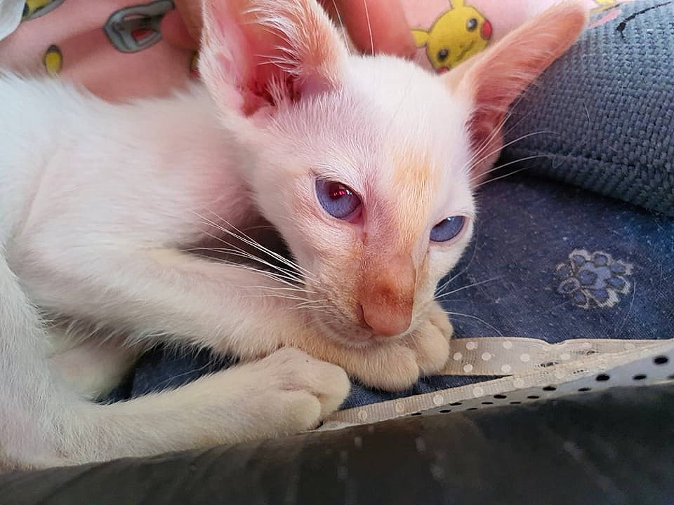 Loki a rejoint le concours — aidez-le/la à gagner de superbes lots ! carnivore, cat, claw, domestic_short_haired_cat, eye, eyelash, fawn, felidae, fur, head, paw, small_to_medium_sized_cats, snout, whiskers