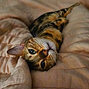 Rue joined the competition — help win amazing prizes! cat, bengal_cat, pet, indoor, blanket, fur, whiskers, green_eyes, relaxed, cute, animal, feline, soft, cozy, bed, sleepy, closeup, portrait, resting, cute_pet