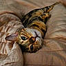 cat, bengal_cat, pet, indoor, blanket, fur, whiskers, green_eyes, relaxed, cute, animal, feline, soft, cozy, bed, sleepy, closeup, portrait, resting, cute_pet