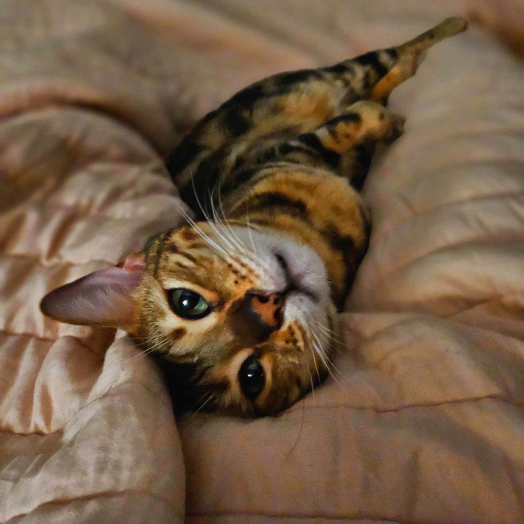 Rue joined the competition — help win amazing prizes! cat, bengal_cat, pet, indoor, blanket, fur, whiskers, green_eyes, relaxed, cute, animal, feline, soft, cozy, bed, sleepy, closeup, portrait, resting, cute_pet