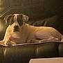 Cal is registered to the contest to win money with this photo: animal, black, canine, comfort, couch, cozy, dog, domestic, fur, home, indoor, laying, leather, living_room, paper, pet, relaxed, resting, spot, white