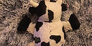 Cal joined the competition — help win amazing prizes! dog, plush_toy, cow_pattern, blanket, curious, pet, stuffed_animal, soft_texture, black_and_white, fur, nose, toy, indoors, close_up, animal, resting, comfort, fabric, cute, playful