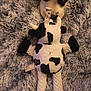 dog, plush_toy, cow_pattern, blanket, curious, pet, stuffed_animal, soft_texture, black_and_white, fur, nose, toy, indoors, close_up, animal, resting, comfort, fabric, cute, playful