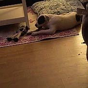 Cal joined the competition — help win amazing prizes! dog, indoor, rug, toy, dog_bed, couch, table, floor, leather, pet, black_and_white, resting, home, cozy, wood_floor, furniture, animal, relaxing, living_room, carpet