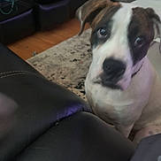 Cal is registered to the contest to win money with this photo: black, brown, carpet, collar, couch, curious, dog, ears, eyes, face, floor, fur, home, indoor, leather, living_room, nose, pet, puppy, white