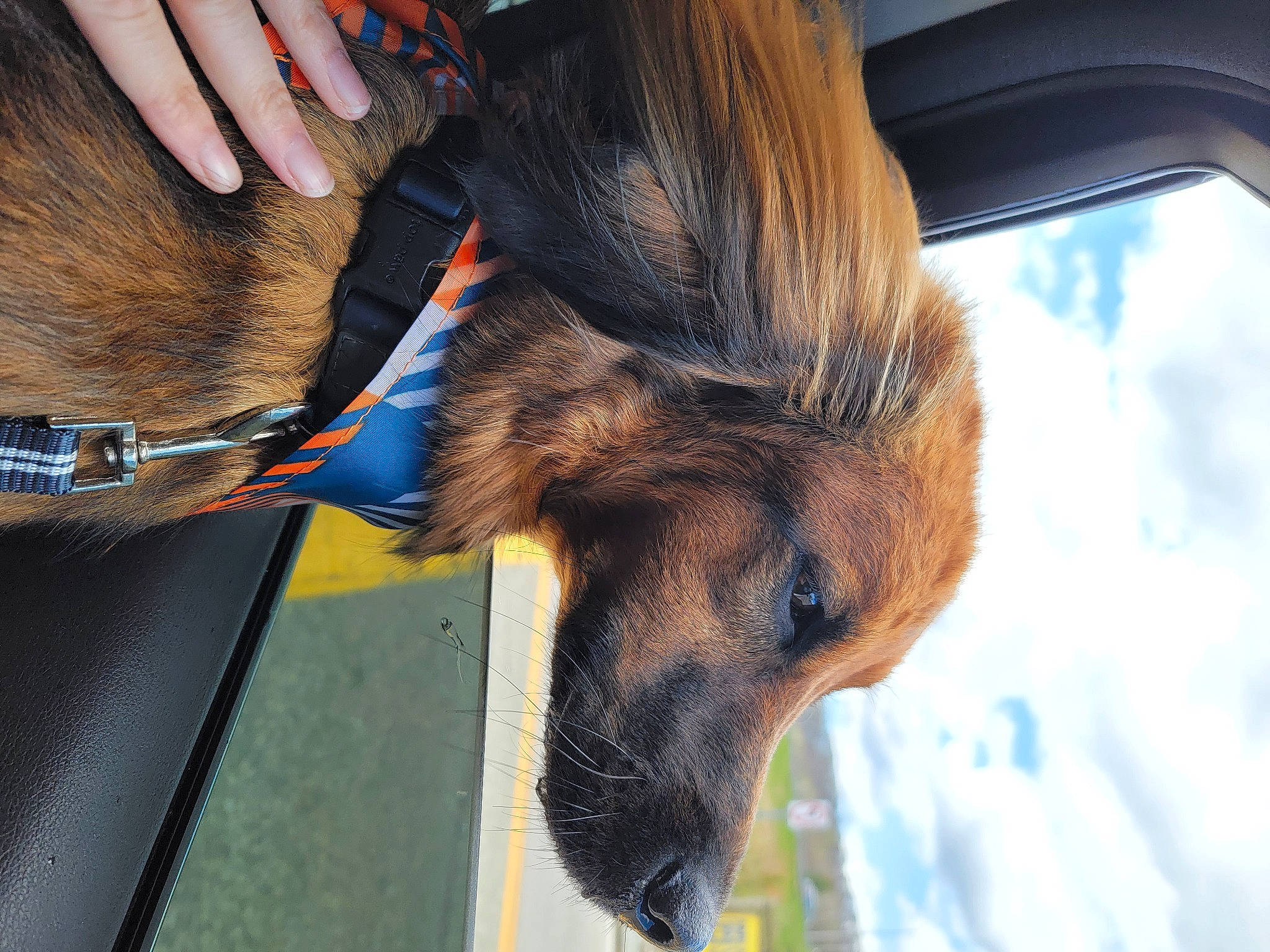 Yogi joined the competition — help win amazing prizes! carnivore, cloud, collar, companion_dog, dog, dog_breed, dog_collar, ear, electric_blue, fawn, head, human_leg, liver, mammal, sky, snout, sporting_group, tail, whiskers, working_animal