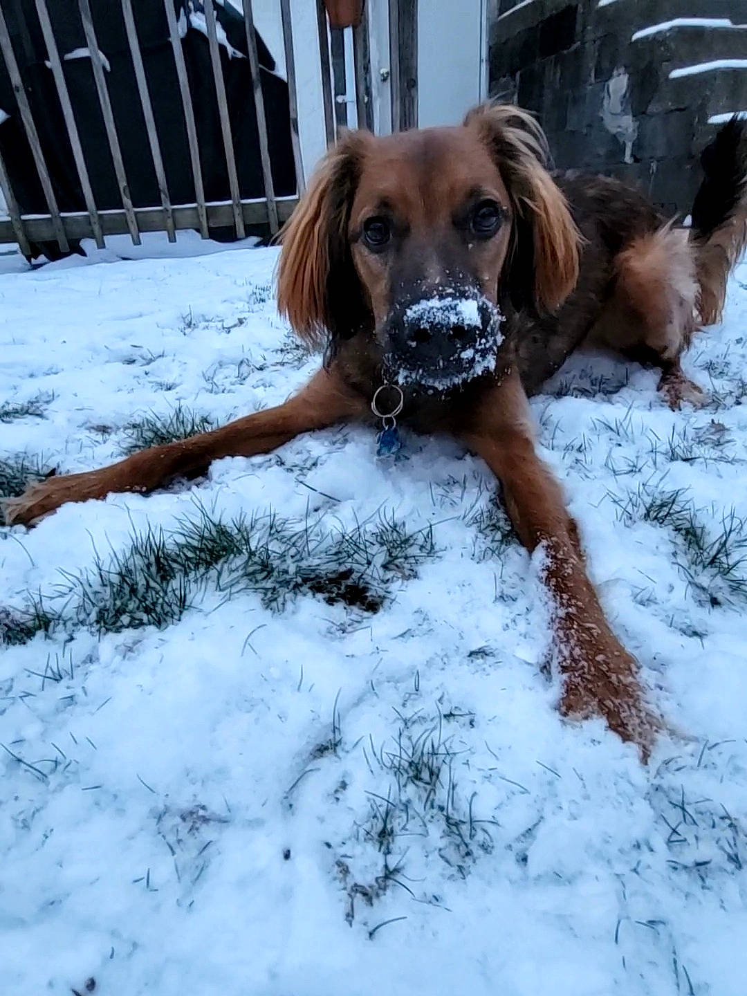 Yogi joined the competition — help win amazing prizes! carnivore, collar, companion_dog, dog, dog_breed, dog_collar, fawn, fence, freezing, fur, guard_dog, gun_dog, liver, pet_supply, snout, snow, sporting_group, tail, winter, working_animal