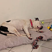 Kaf participe au concours pour gagner de l'argent avec cette photo : animal, black_fur, calm, collar, cute, dog, dog_bed, domestic_animal, indoor, paw, pet, quiet, relaxed, resting, rope_toy, sleeping, tennis_ball, tile_floor, toy, white_fur