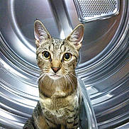 Pilot is registered to the contest to win money with this photo: cat, tabby, washing_machine, metallic, indoor, curious, pet, animal, striped, closeup, feline, domestic_cat, household, appliance, cute, whiskers, ears, sitting, looking, eyes