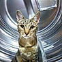 cat, tabby, washing_machine, metallic, indoor, curious, pet, animal, striped, closeup, feline, domestic_cat, household, appliance, cute, whiskers, ears, sitting, looking, eyes