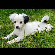 Izabella is registered to the contest to win money with this photo: puppy, dog, grass, outdoor, animal, cute, white_fur, black_patches, pet, lying_down, nature, young_dog, fur, adorable, small_dog, canine, playful, friendly, domestic_animal, greenery