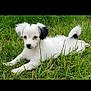 puppy, dog, grass, outdoor, animal, cute, white_fur, black_patches, pet, lying_down, nature, young_dog, fur, adorable, small_dog, canine, playful, friendly, domestic_animal, greenery