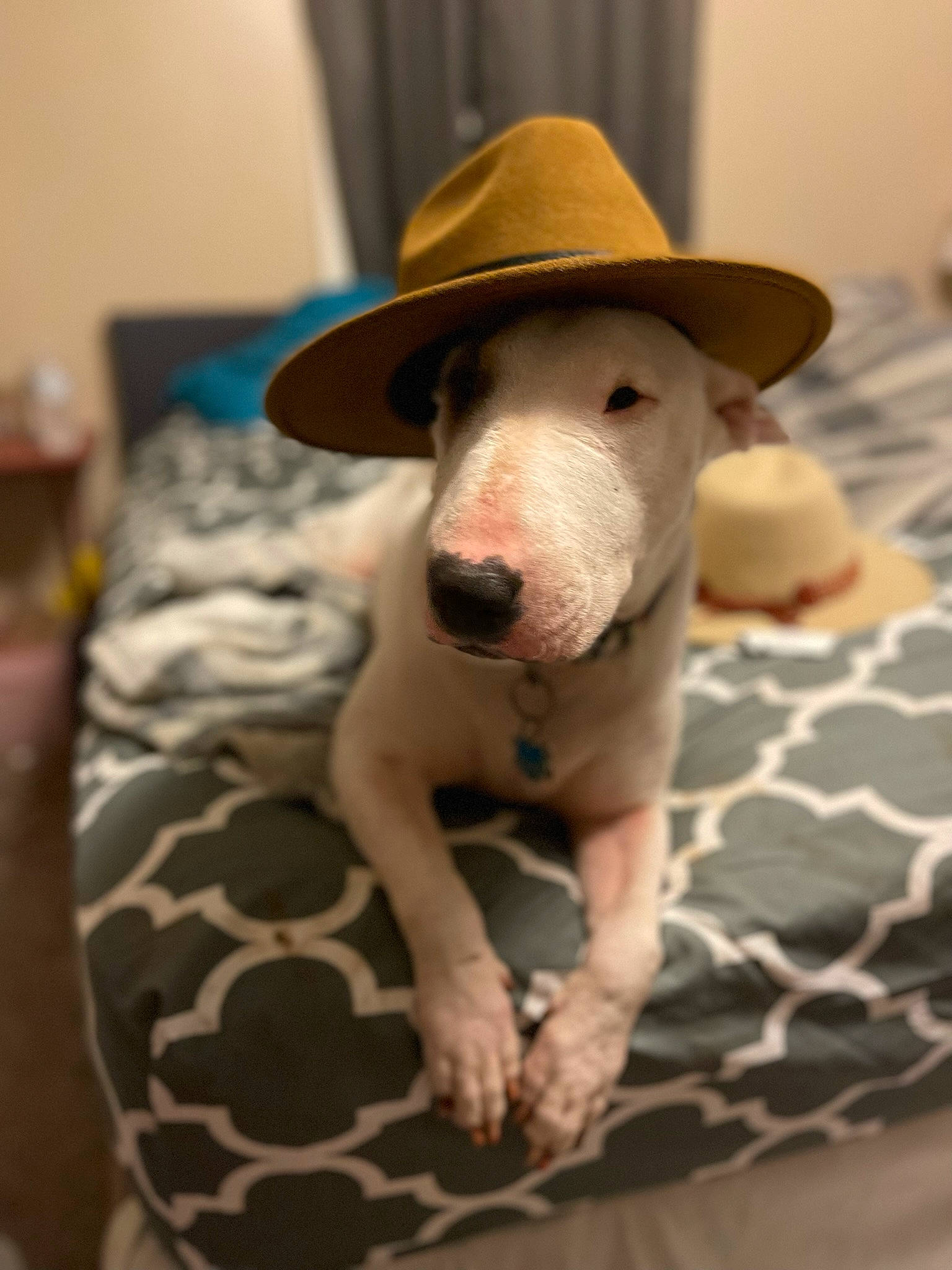 Stella joined the competition — help win amazing prizes! carnivore, comfort, companion_dog, cowboy_hat, dog, dog_breed, dog_supply, ear, eye, fawn, fedora, fur, hat, head, linens, snout, sporting_group, sun_hat, whiskers, working_animal